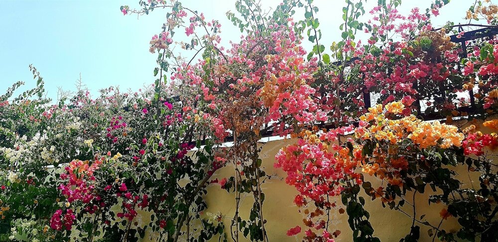 Фото VIP Apartamentos Nogal