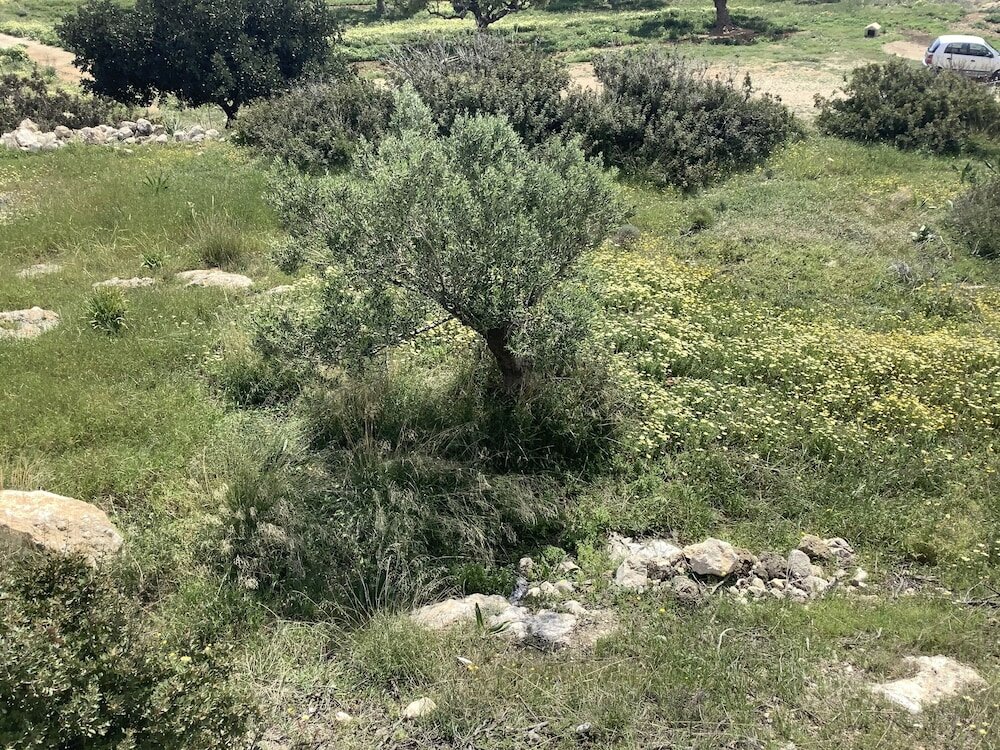 Фото Kalliope Studios