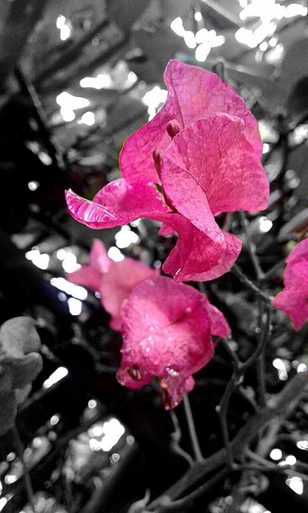 Фото Gan Eden Guest Cottage