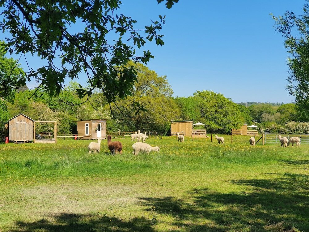Фото Dartmoor Reach Alpaca Farm