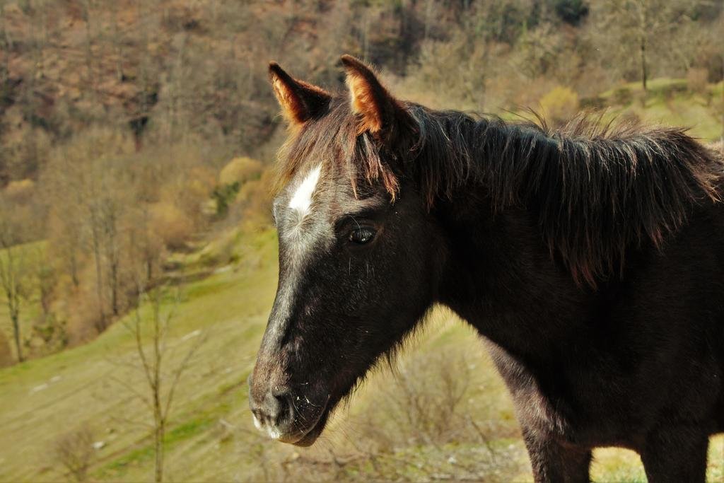 Фото La Costa de Molló