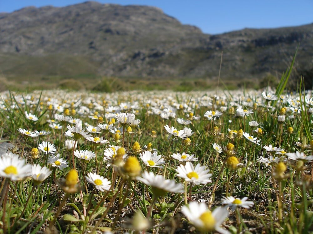 Фото Alexander Mountain Resort