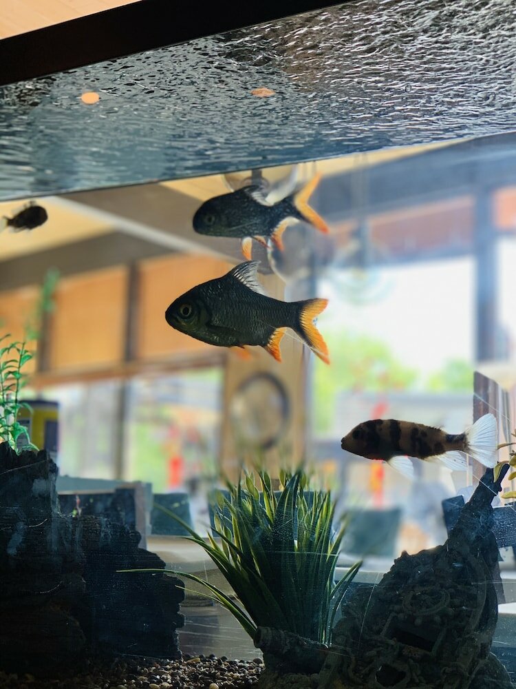 Фото WangShi China Palace B&b