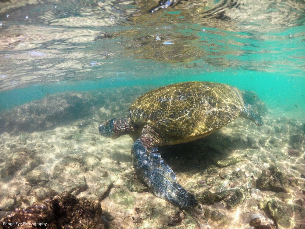 Фото International Beach Hotel and Restaurant