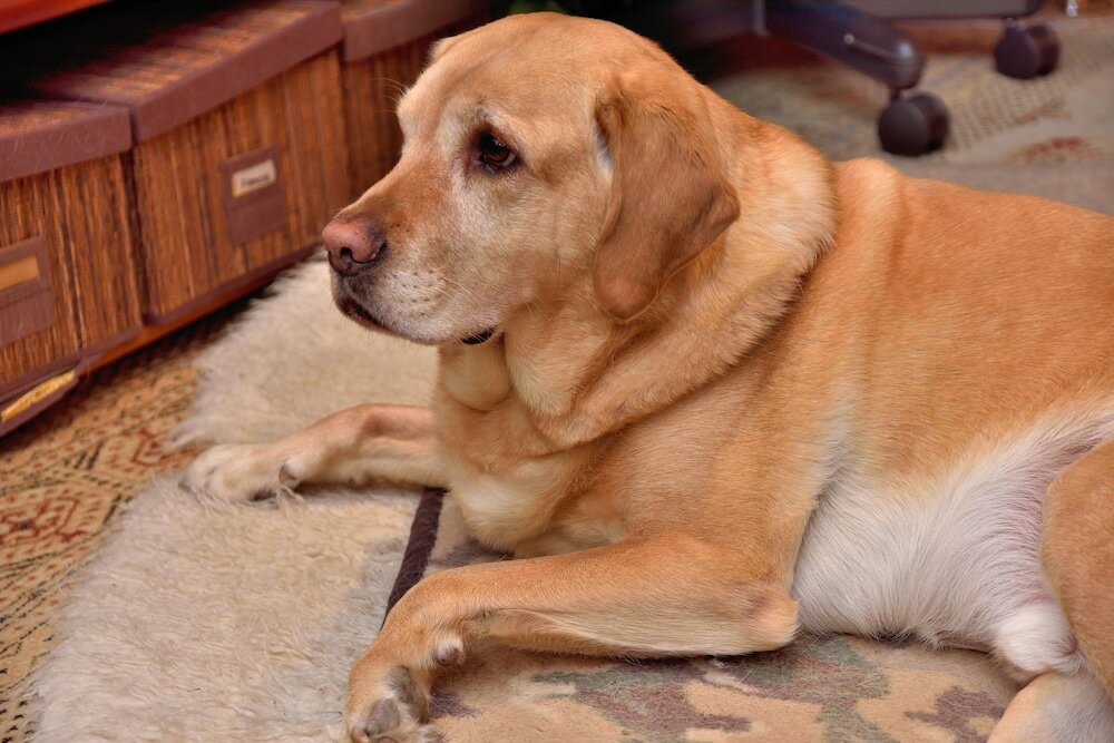 Фото Mediterranean Edmonton BnB