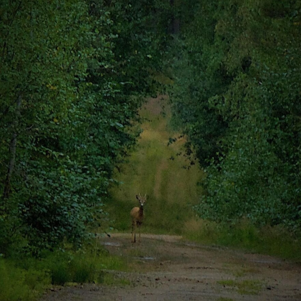 Фото Vildmarks Lodge
