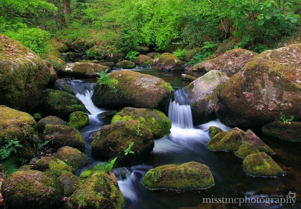 Фото Dartmoor Reach Alpaca Farm