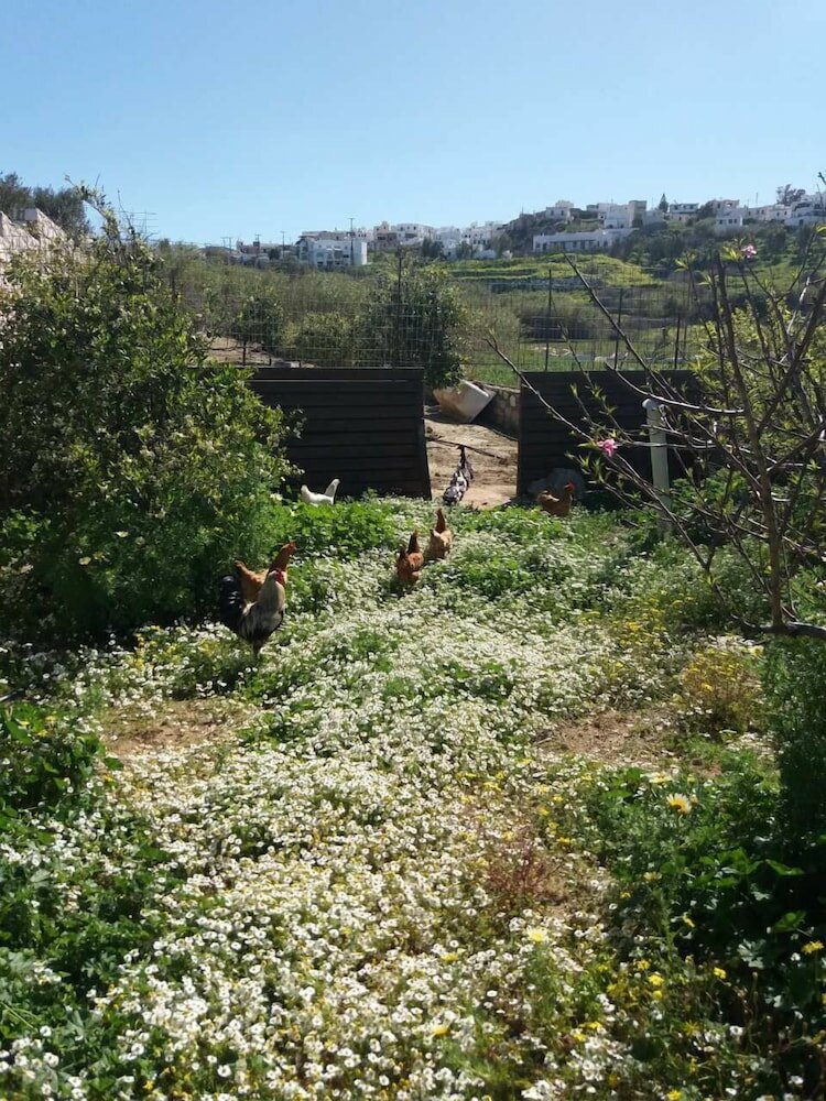 Фото The Stone House Naxos