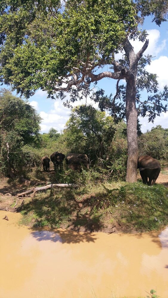 Фото Yala Big Game Drive with Heina Eco Team