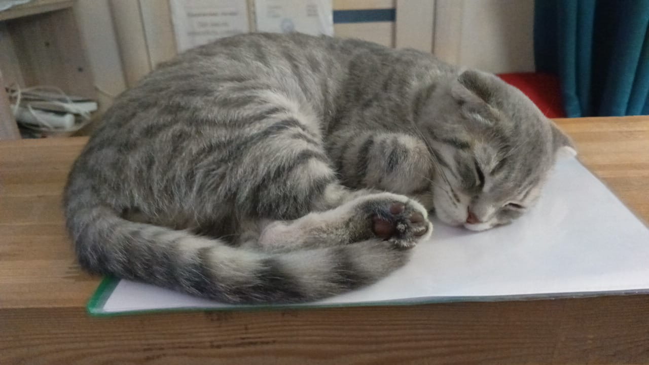 Фото Кот на крыше