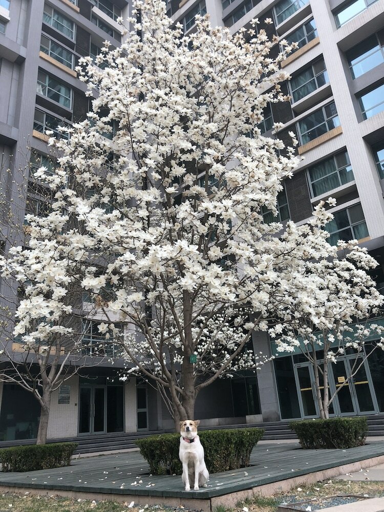 Фото Beijing Seasons Park Apartment