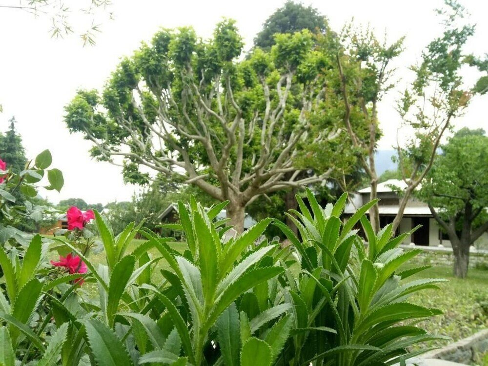 Фото Mountain Inn Hotel Chitral