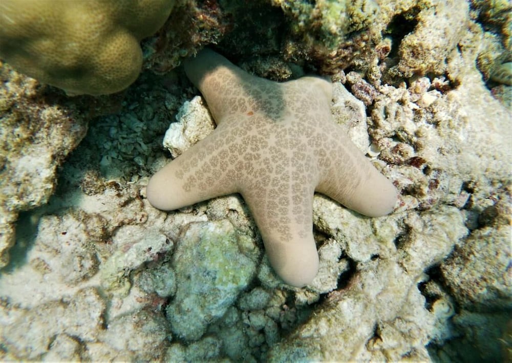 Фото One The Island