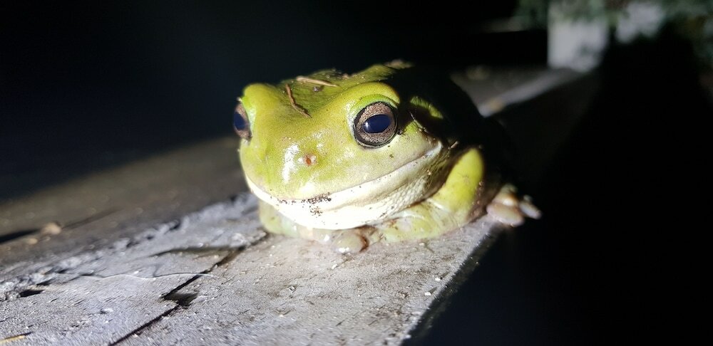 Фото Gold Coast Tree Houses