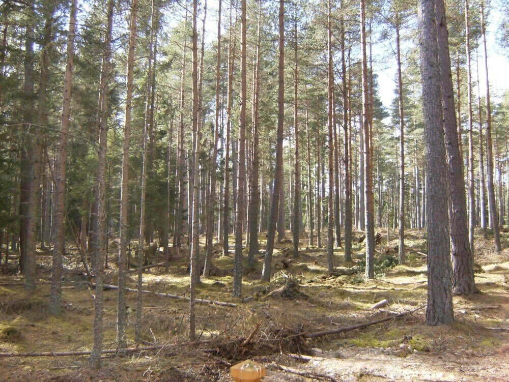 Фото Cairngorm Lodges