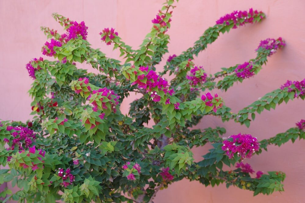 Фото Apartementos Almerimar Golf