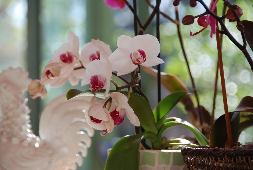 Фото Le Manoir Saint Clair