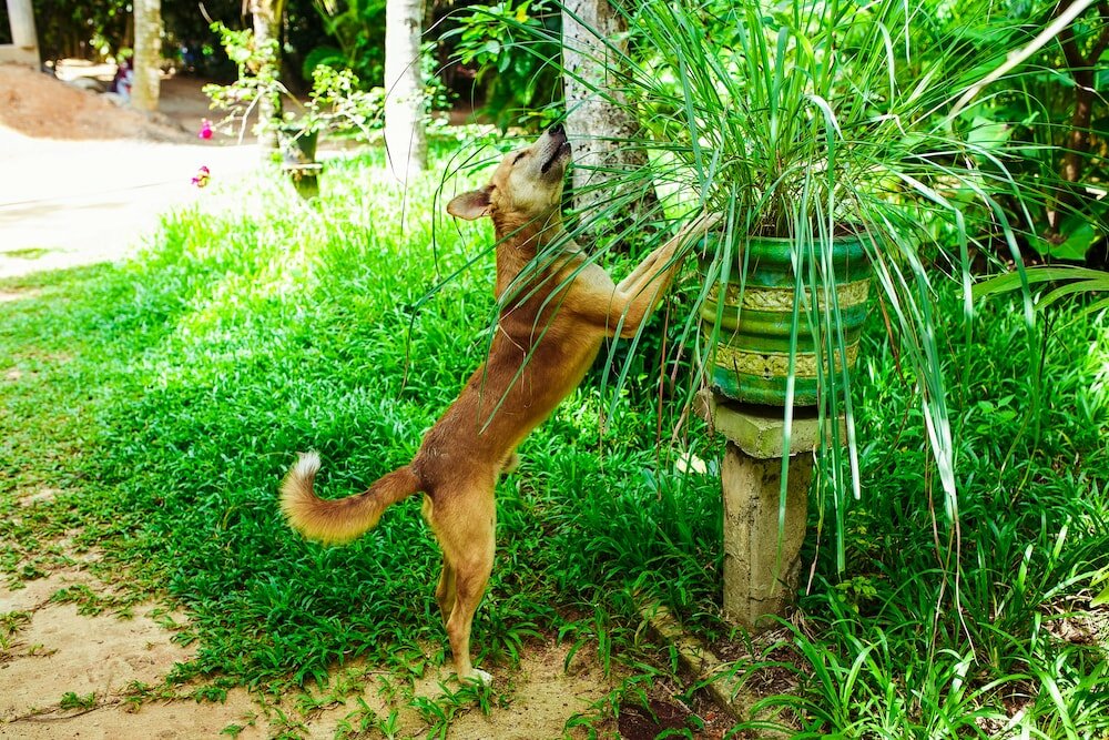 Фото Seashore Mirissa