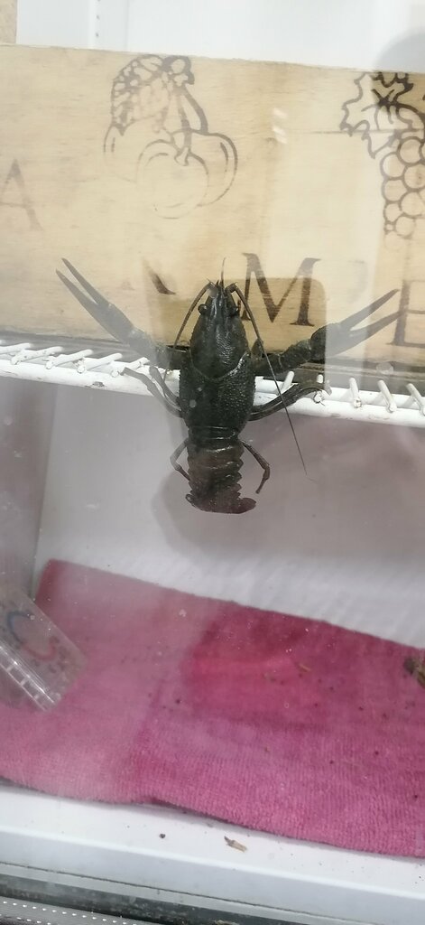 Beer shop Пивной Рай, Krasnodar Krai, photo