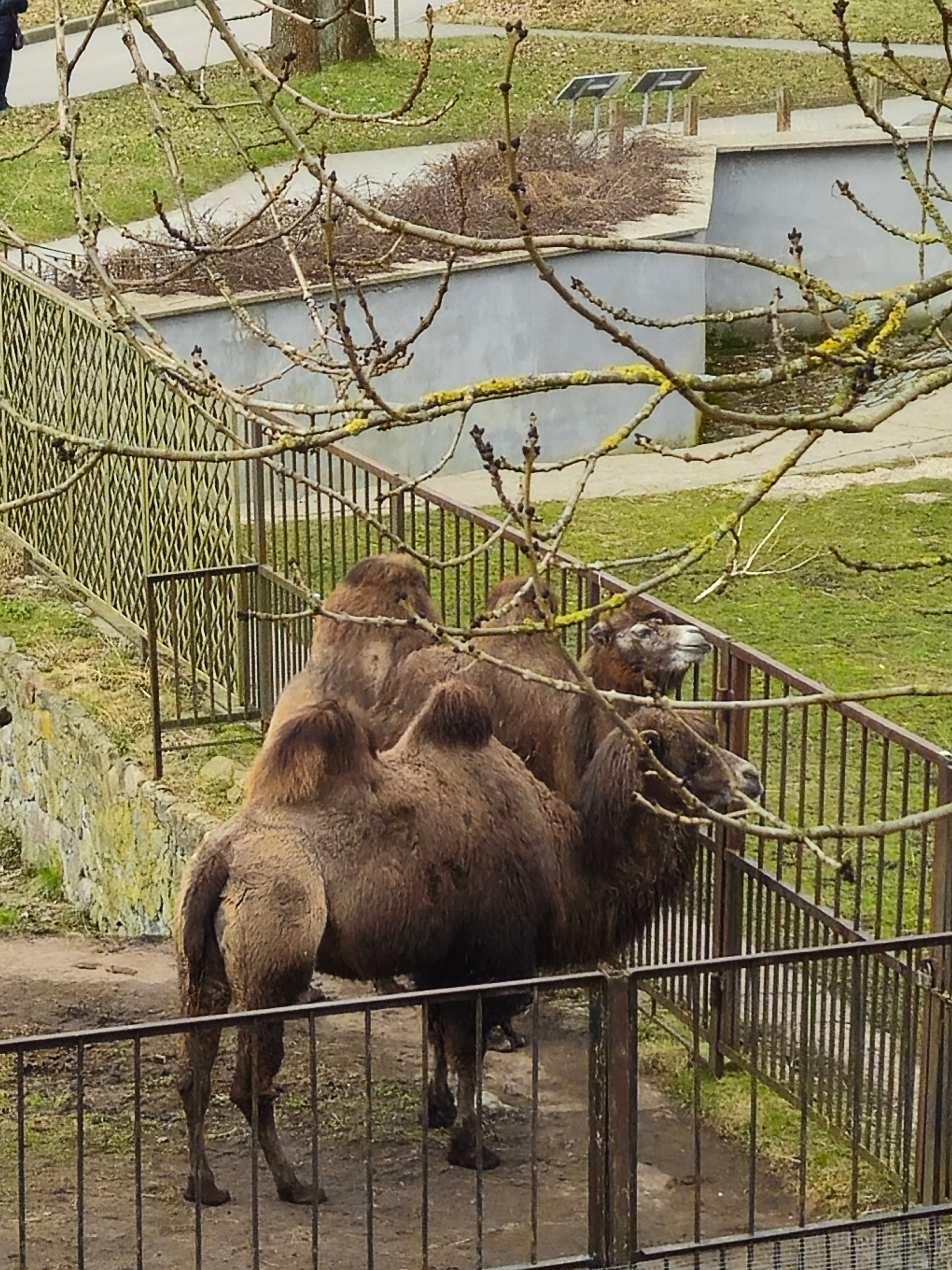 Фото Черепаха