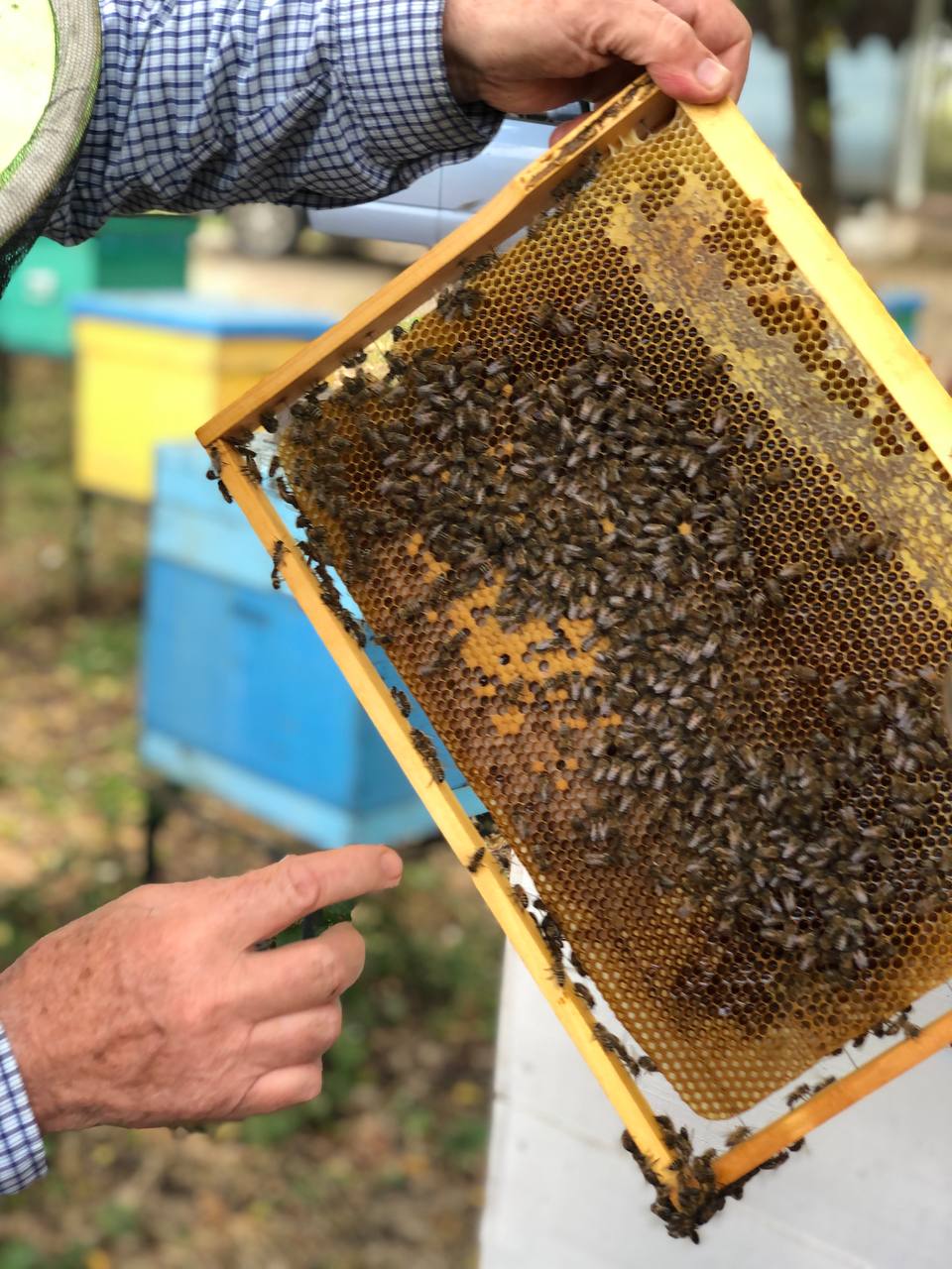 Фото Карский клуб