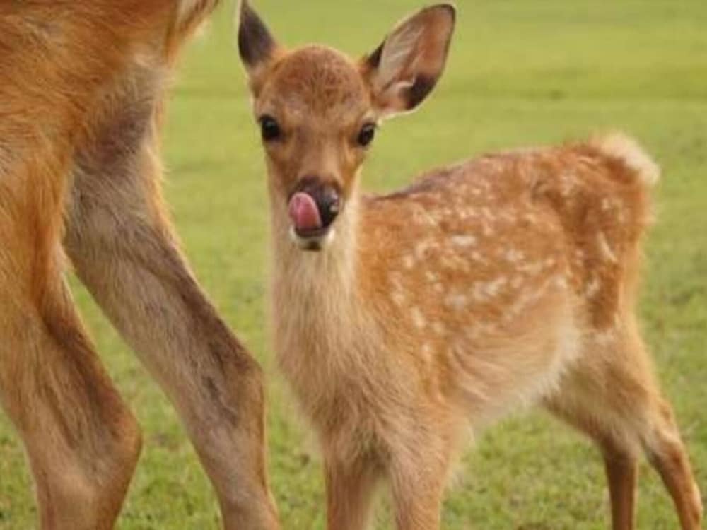 Фото Sarusawaike Yoshidaya