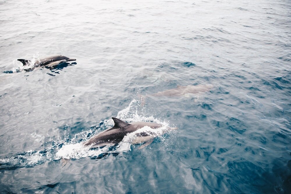 Фото The Ritz-Carlton, Laguna Niguel
