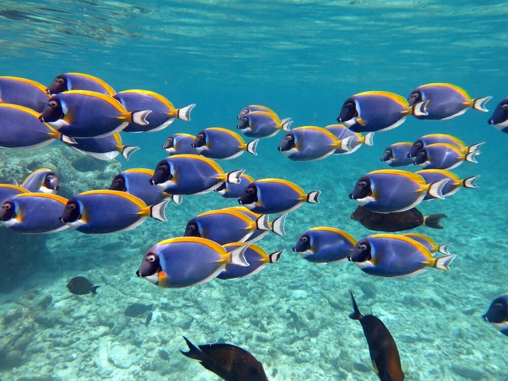 Домашний риф в отеле Four Seasons Мальдивы