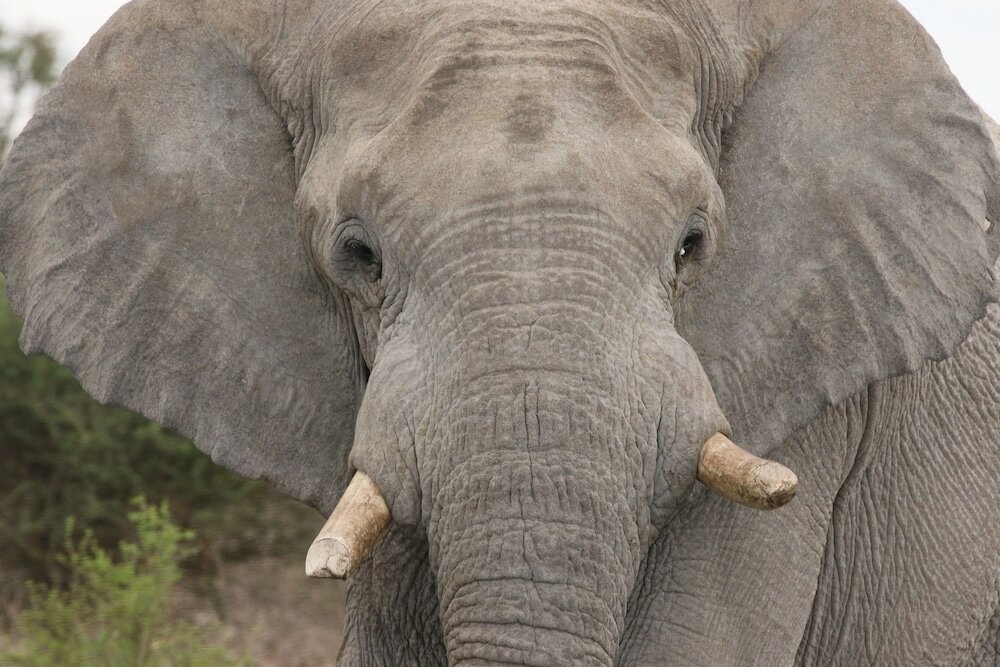 Фото Khamab Kalahari Reserve