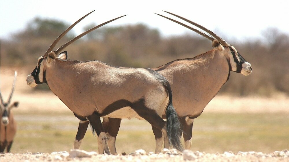 Фото Khamab Kalahari Reserve