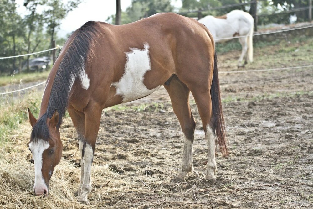 Фото Montelucci Country Resort & Agriturismo di Charme