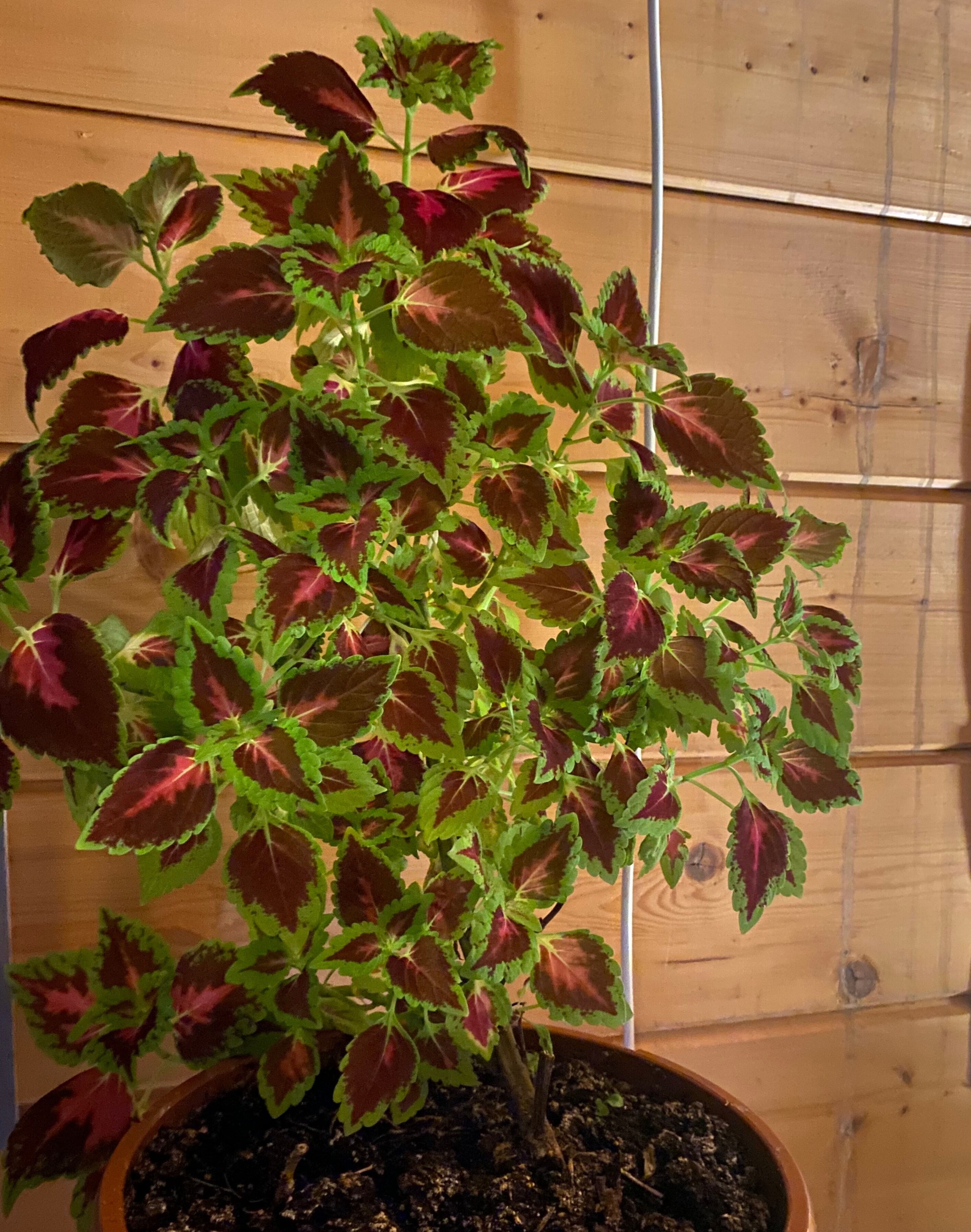 Фото Лукино