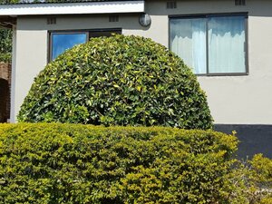 Гостиница Chinyonga Guesthouse