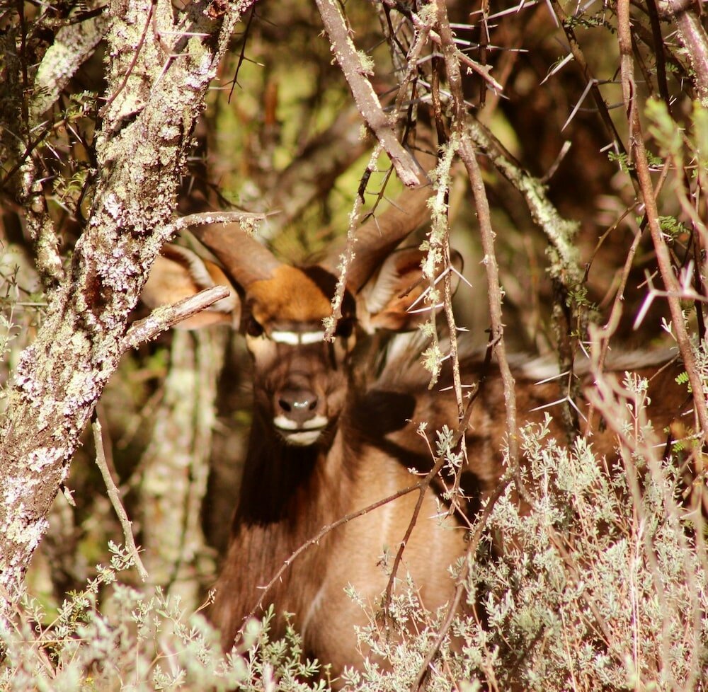 Фото Wildehondekloof