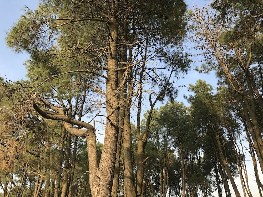 Фото Simple Pleasures Hotel