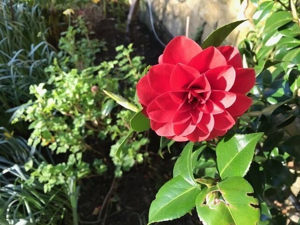 Фото Willow Cottage