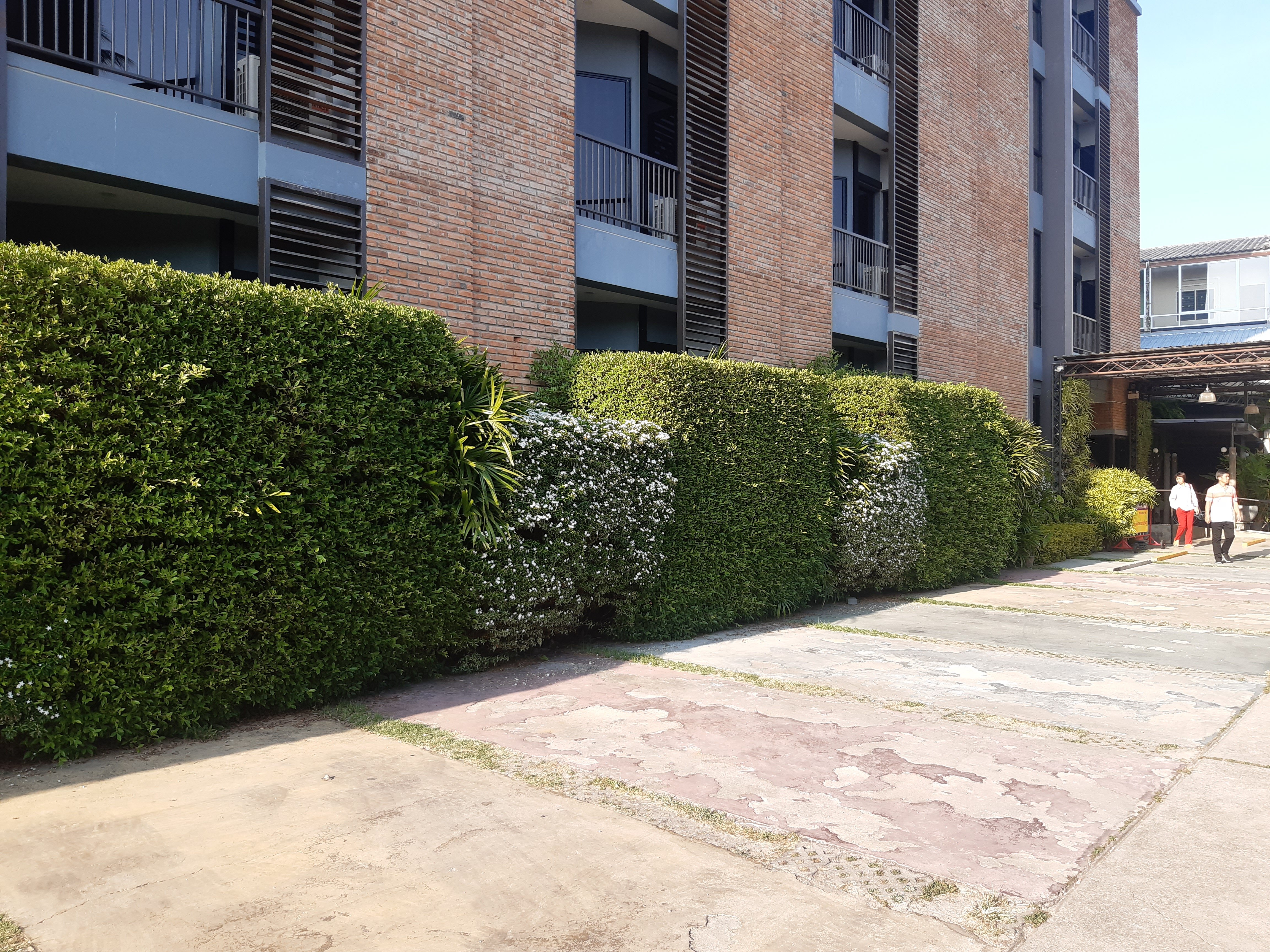 Фото The Coconut Hotel