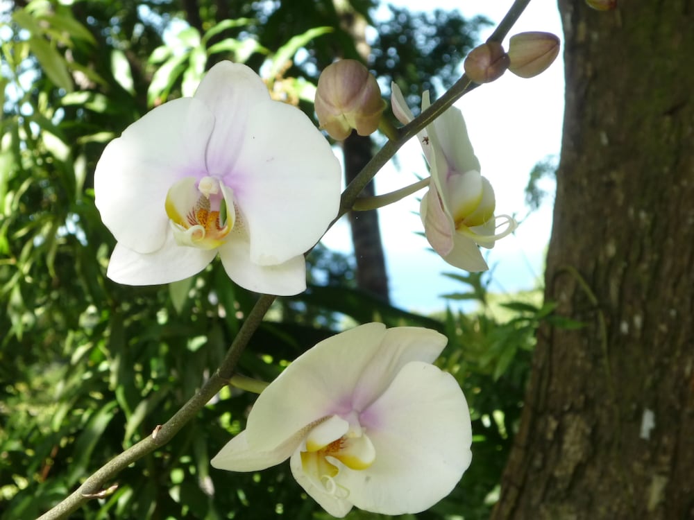 Фото Hotel Villa Victorine