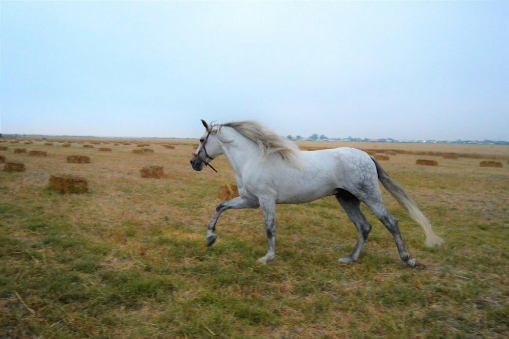 Фото Trafalgar Polo Club