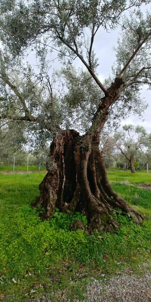 Фото La Piana degli Ulivi
