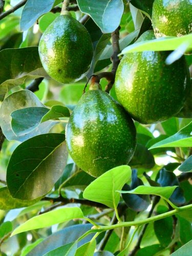 Гостиница Utamaduni House в Аруше