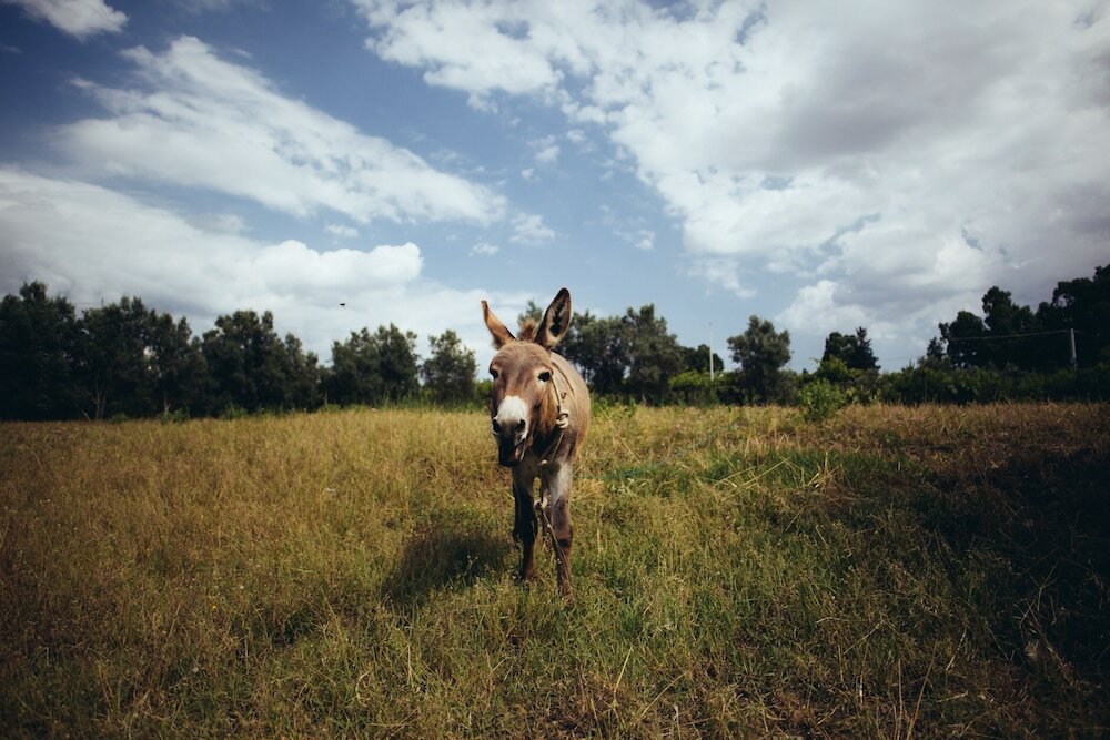 Фото Su Leunaxiu