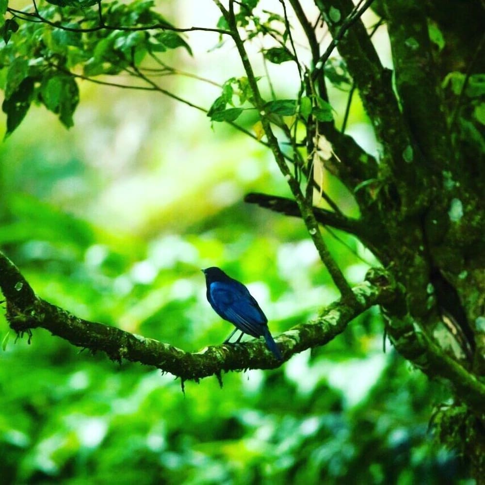 Фото Ambady Estate