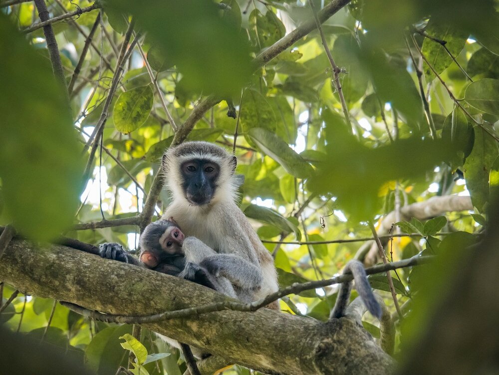 Фото Zanzi Resort