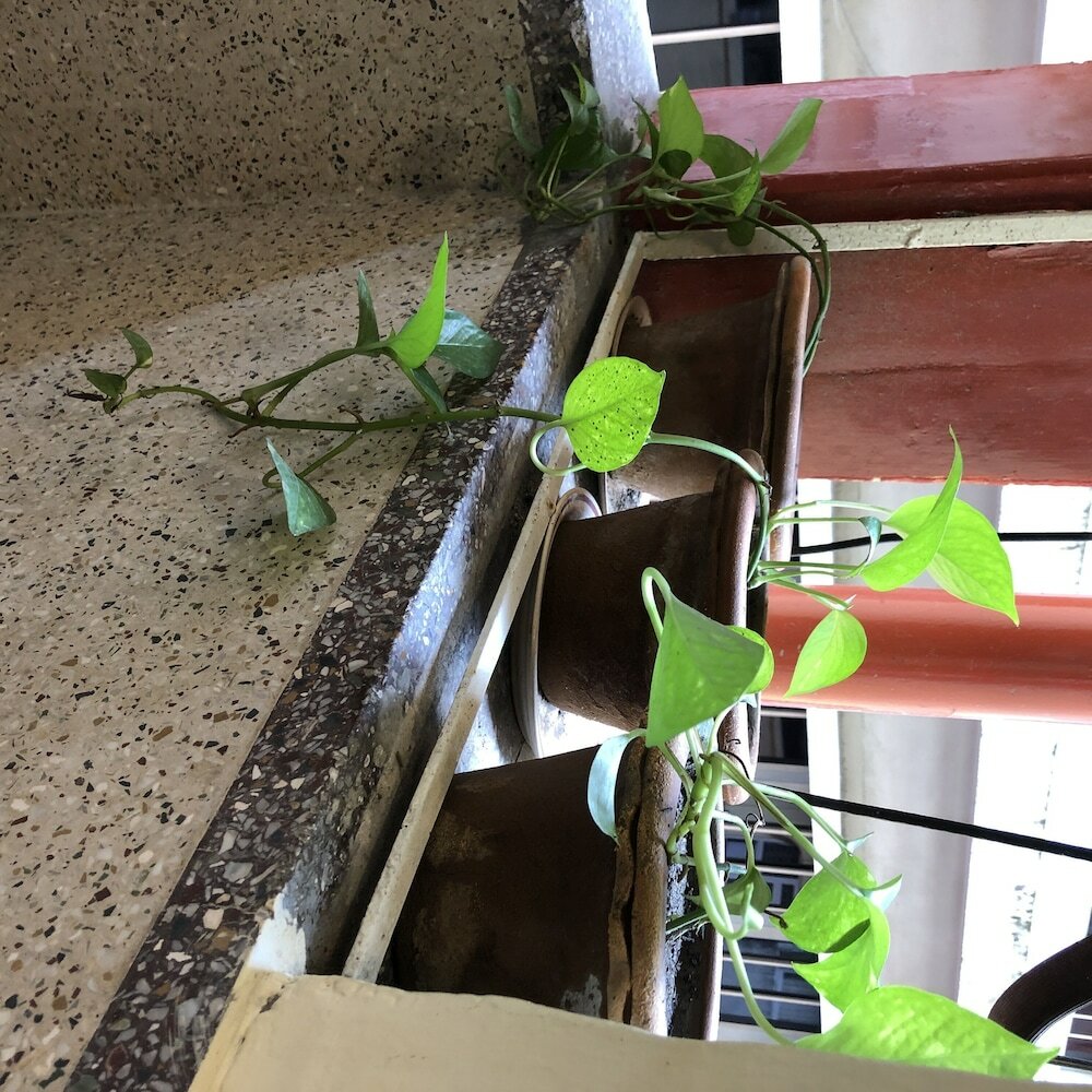 Фото Hotel Saluja