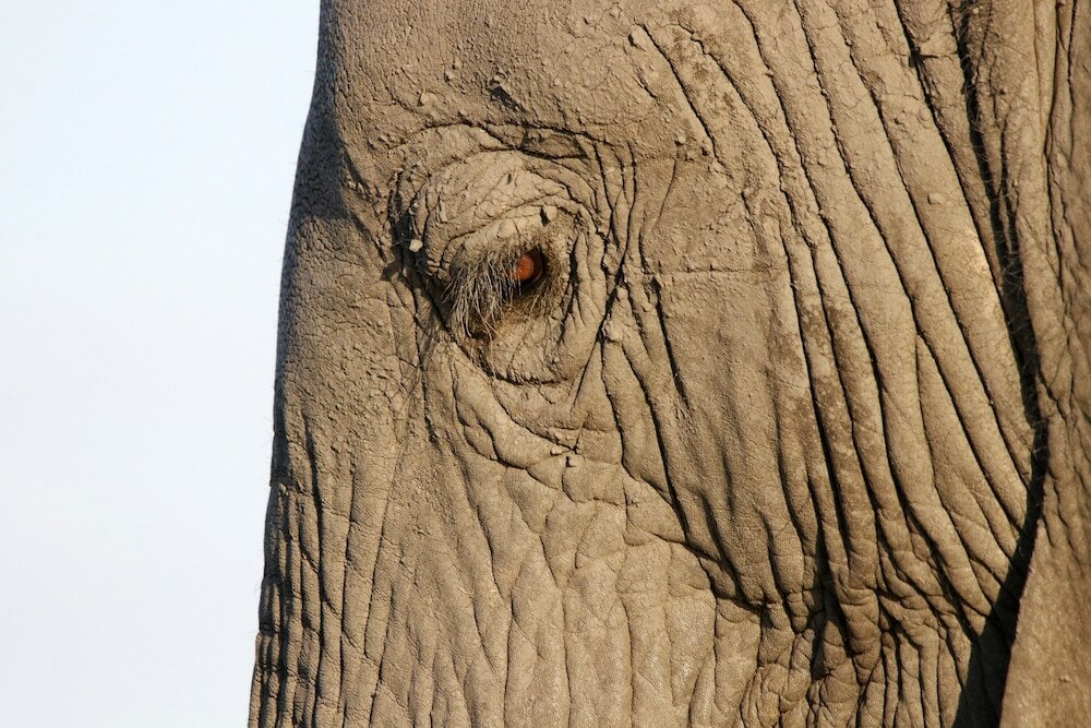 Фото Tlou Safari Lodge