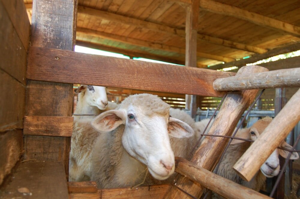 Фото Agriturismo Santa Caterina