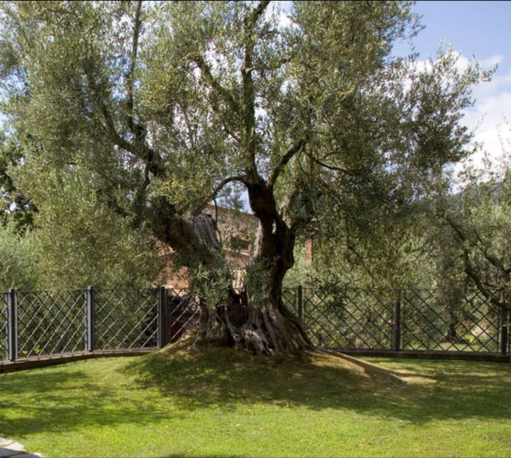 Фото Relais Gli Ulivi