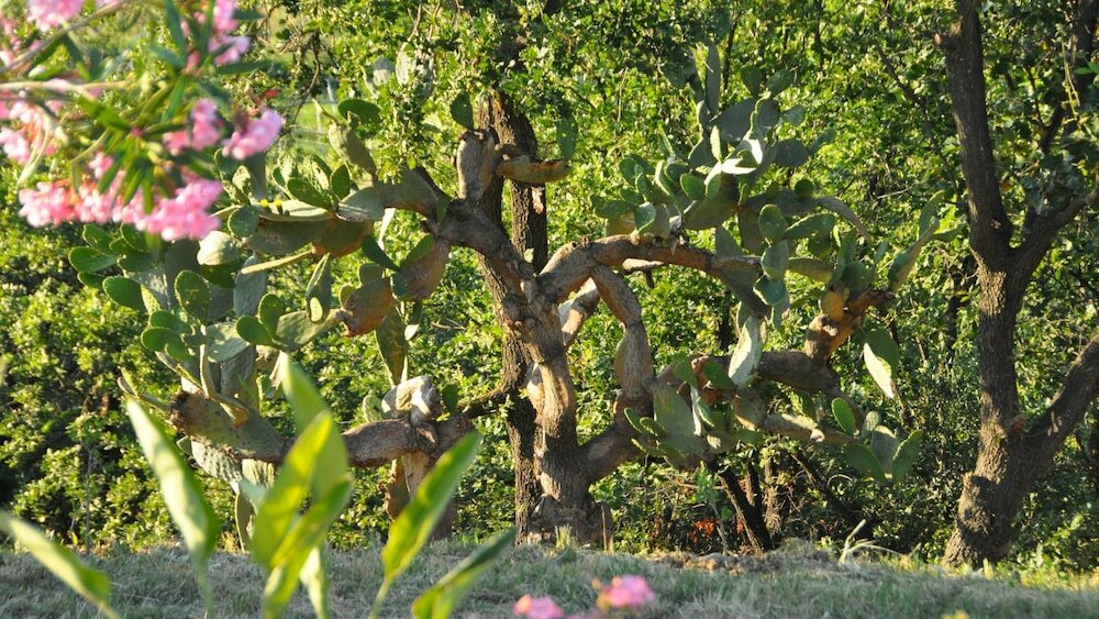 Фото Il Terrazzo sul Sinni