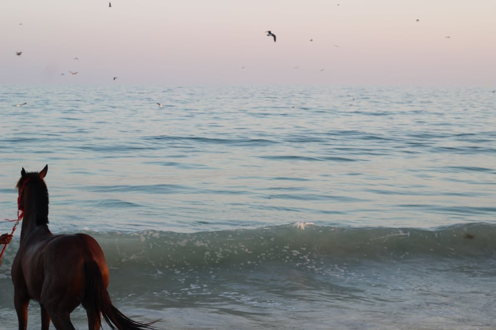 Фото Пляжный курорт Салала